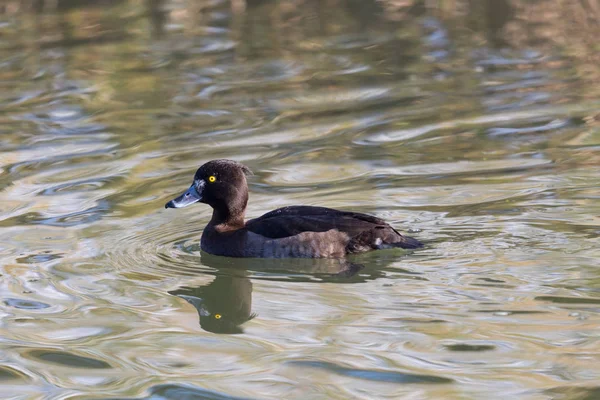 Lähikuva naarassorsa (aythya fuligula) uinti — kuvapankkivalokuva