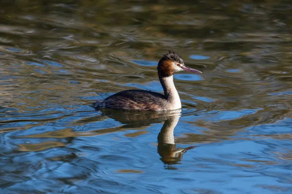 Πλευρική θέα κολύμβησης μεγάλο Crested (podiceps cristatus) — Φωτογραφία Αρχείου