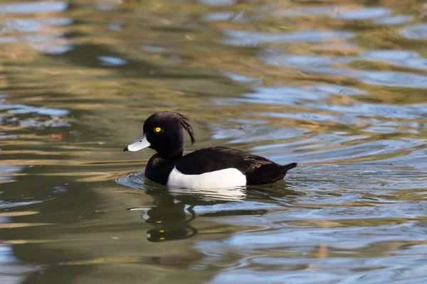 Vue rapprochée Canard touffu (aythya fuligula) mâle nageant sur l'eau — Photo