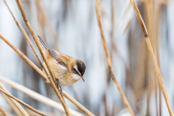 bıyıklı ötleğen (acrocephalus melanopogon) saz asılı