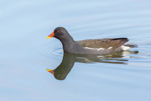 Side view portrait swimming isolated moorhen — Stock Photo, Image