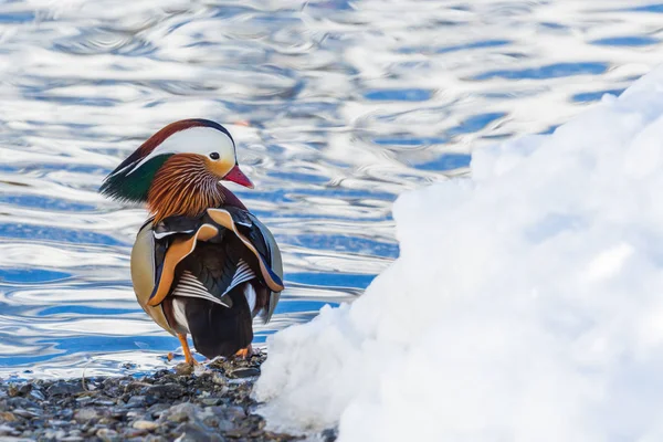 Canard mandarin (aix galericulata) debout à la plage, neige, eau — Photo