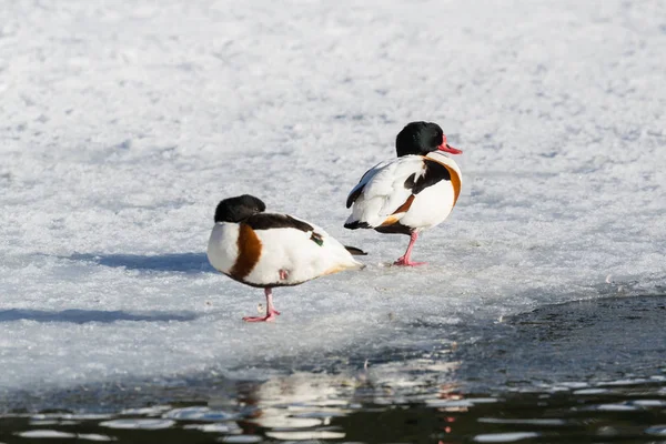 Par de goma-pato (tadorna tadorna) em pé no lago congelado — Fotografia de Stock