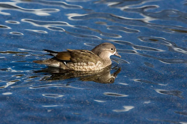 Canard mandarin (aix galericulata) nageant en miroir — Photo