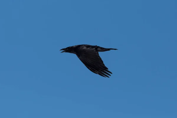 Вид збоку літає північний ворон (корвус коракс), блакитне небо — стокове фото