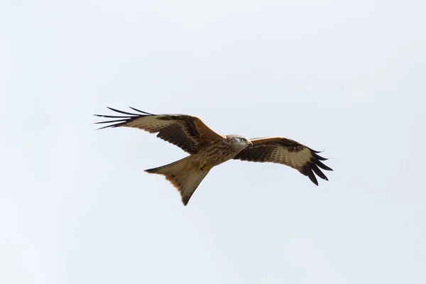 Červený drak (Milvus Milvus) dravý pták v letu, rozdvojená křídla — Stock fotografie