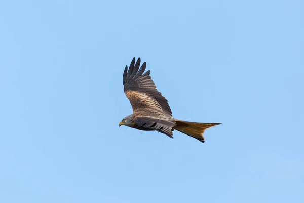 Vista lateral pipa vermelha (milvus milvus) ave de rapina em voo — Fotografia de Stock
