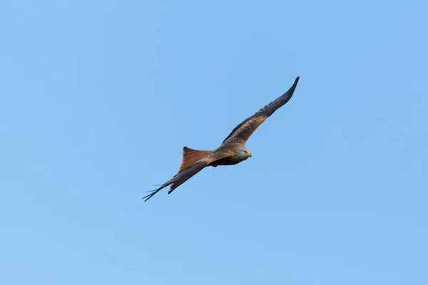 Červený drak (Milvus Milvus) pták z dravce, létající v modrém nebi — Stock fotografie