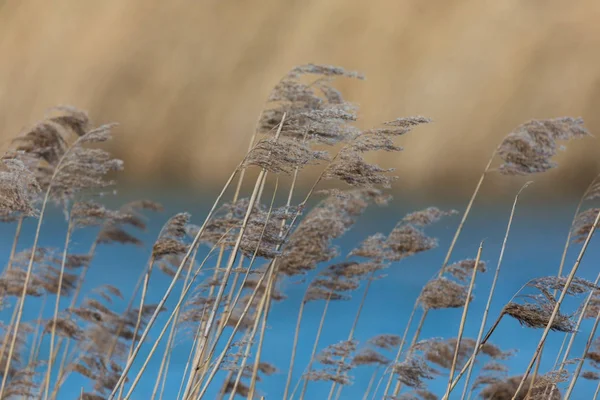 Muitas panículas de junco no vento, água azul, cinto de junco — Fotografia de Stock