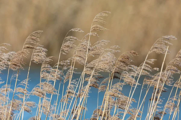 Várias panículas de junco, cinto de junco e água azul ao sol — Fotografia de Stock