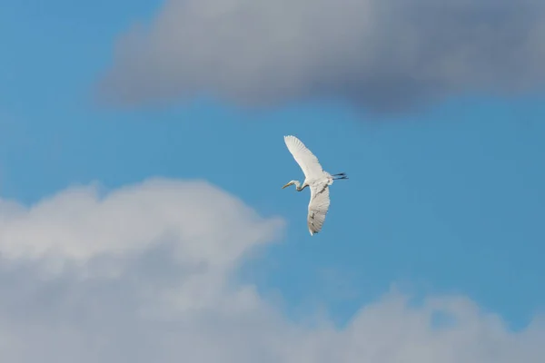 Great white egret (egretta alba) flying through cloudy sky — Stock Photo, Image