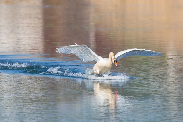 Cisne mudo (cygnus olor) aterrissando na superfície da água, asas abertas — Fotografia de Stock