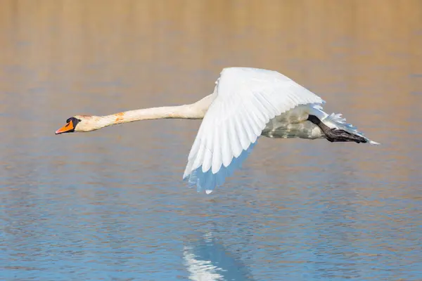 음소거 백조 (cygnus olor) 물 표면을 통해 비행, 날개를 확산 — 스톡 사진