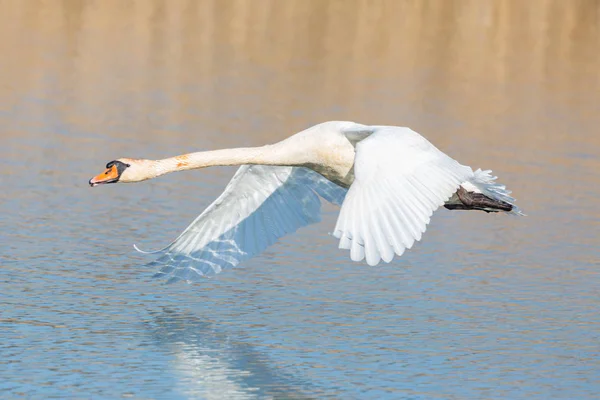 Cigno muto (cygnus olor) che vola a stretto contatto sopra l'acqua, ali spiegate — Foto Stock