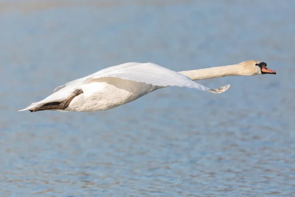 Retrato blanco cisne mudo (cygnus olor) en vuelo, agua azul — Foto de Stock