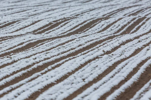 Čerstvě zbrázděné zemědělské pozemky částečně pokryté sněhem — Stock fotografie