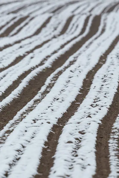 Kožešiny v oblasti zemědělské půdy částečně pokryté sněhem na jaře — Stock fotografie