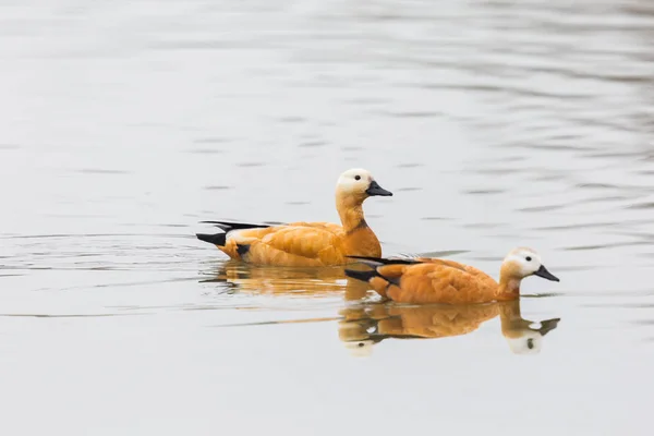 Dos ruddy shelduck birds (tadorna ferruginea) nadando en agua —  Fotos de Stock