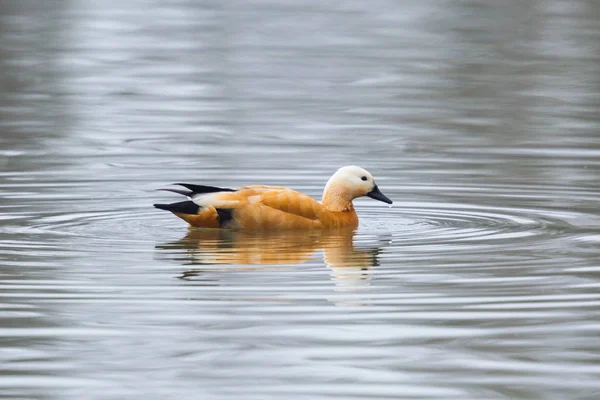 Rödbrudig Gravand Bird (Tadorna ferruginea) simning i vatten — Stockfoto