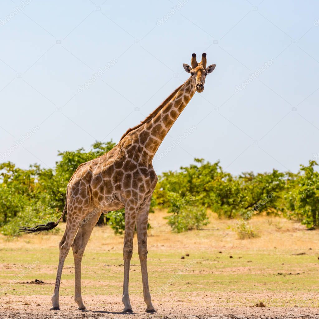 one male giraffe standing in savanna with bushes, sunshine