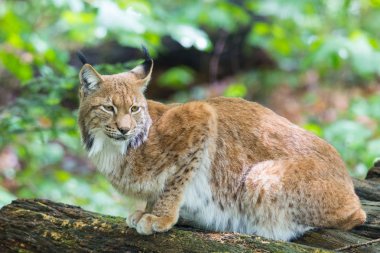 Ormanda oturan Avrasya vaşak