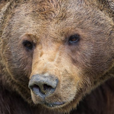 yakın çekim portre kahverengi ayı (Ursus arctos) baş