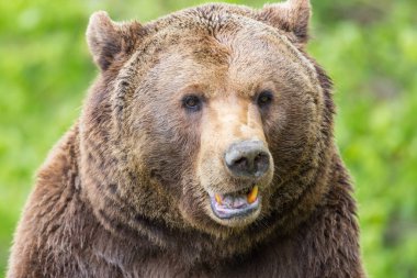 kahverengi ayı (Ursus arctos) yakın çekim