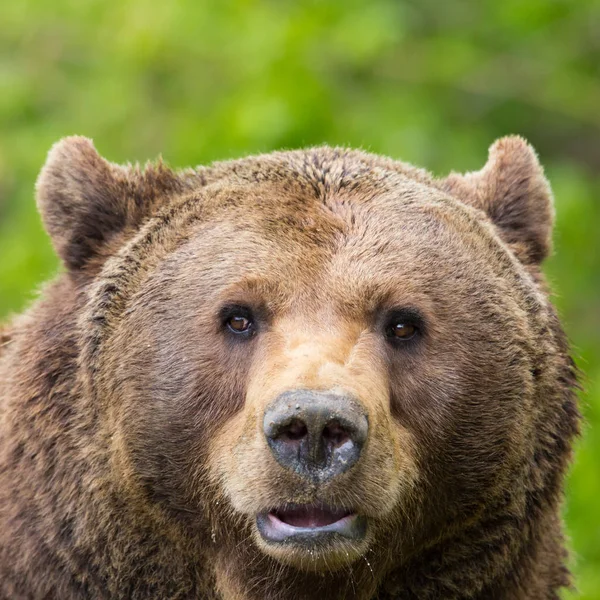 ön görünüm yakın çekim kahverengi ayı (Ursus arctos)
