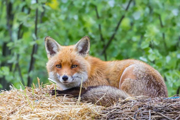 Közeli vörös róka (Vulpes) szalmán — Stock Fotó