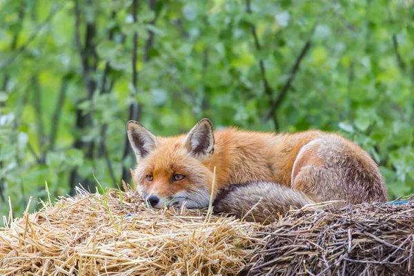 Czerwony lis (Vulpes) leżący na słomie — Zdjęcie stockowe