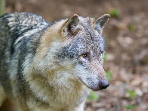Close-up retrato lobo (canis lupus ) — Fotografia de Stock
