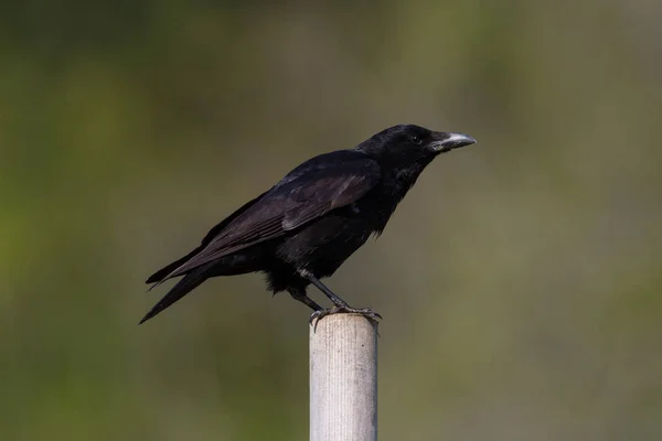 Изолированная падальная ворона (Corvus corone), стоящая на костре — стоковое фото