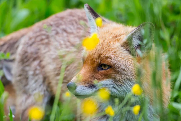 Çayırda yakın çekim kırmızı tilki (vulpes) — Stok fotoğraf