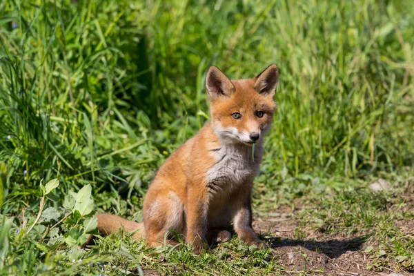 Közelről aranyos fiatal baby vörös róka (Vulpes) ülés — Stock Fotó