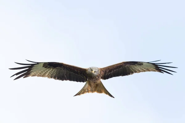 Großaufnahme fliegender Rotmilan (milvus milvus) — Stockfoto