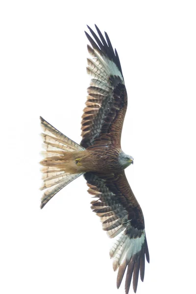 Izole kırmızı uçurtma (milvus milvus) uçuş, kanatları yaymak — Stok fotoğraf