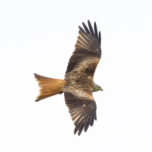 uçuşta yakın çekim izole kırmızı uçurtma (milvus milvus)