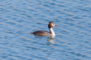 büyük tepeli grebe (podiceps cristatus) dalgalı suda yüzme