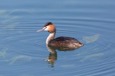 yakın çekim büyük tepeli grebe (podiceps cristatus) yüzme