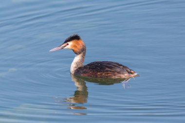 yan görüş yakın çekim büyük tepeli grebe (podiceps cristatus)