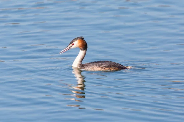 Vista lateral natação grande grebe crested (podiceps cristatus ) — Fotografia de Stock