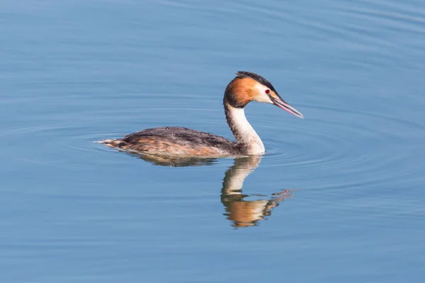 Natação grande grebe crested (podiceps cristatus) espelhado — Fotografia de Stock