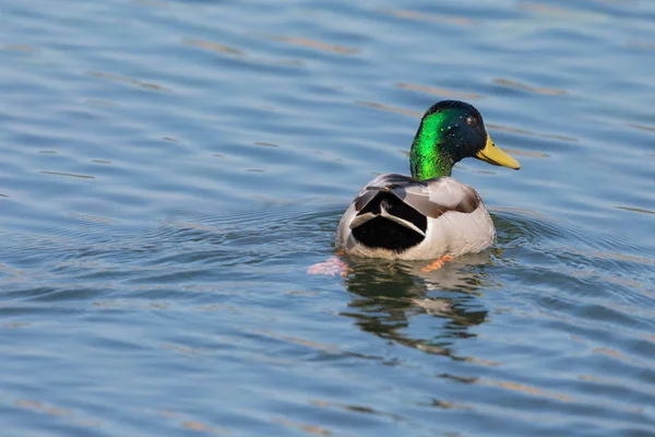 Close-up achteraanzicht mannelijke Mallard Duck (Anas platyrhynchos) — Stockfoto