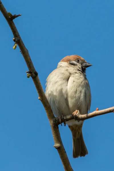 Gros plan moineau arboricole isolé (passer montanus) sur la branche — Photo