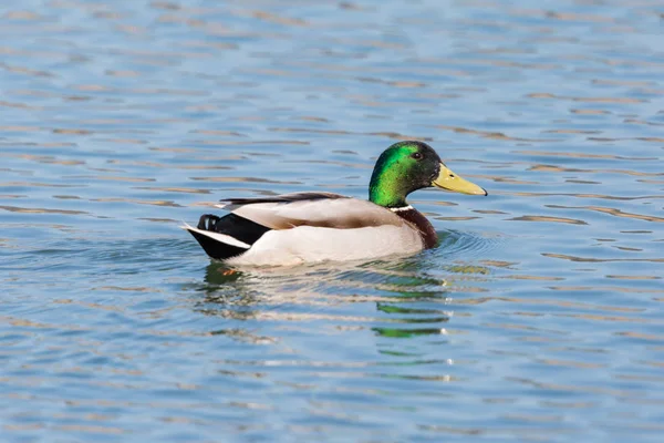 close-up side view male mallard duck (anas platyrhynchos)