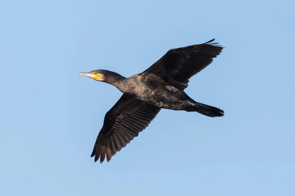 close-up flying isolated cormorant bird (phalacrocorax carbo)