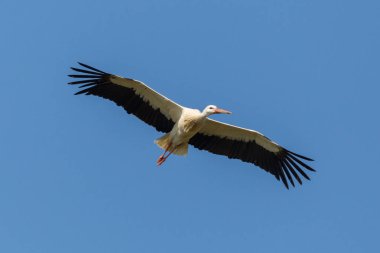 uçuşta yakın çekim izole beyaz leylek (ciconia ciconia)