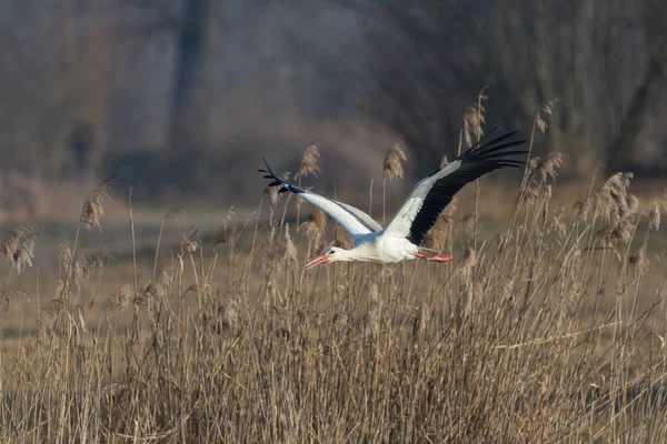 Jeden Bocian biały (Ciconia ciconia) latający nad trzciną — Zdjęcie stockowe