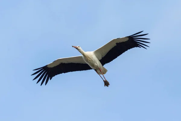 孤立的白色石膏（西科尼亚西科尼亚）在飞行，展开翅膀 — 图库照片