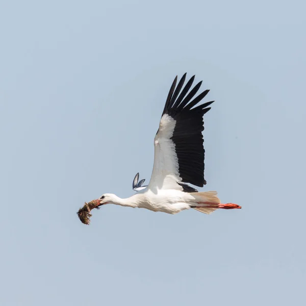 用筑巢材料飞行的白鹤 — 图库照片